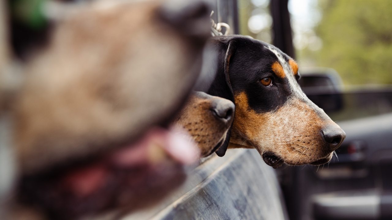 South Carolina Schedules Public Meetings on Deer Hunting With Dogs