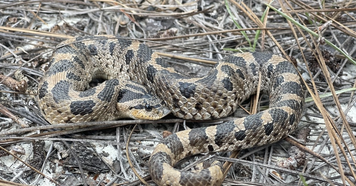 Southern Hognose Snake Hearing Shows Why Habitat Decisions Need Public Input