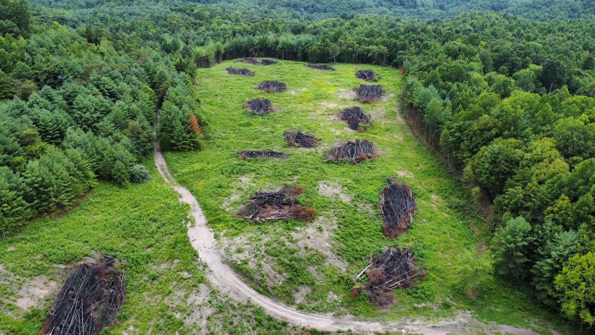 Tennessee Elk Country Gets New Habitat Opening on the Ed Carter Unit