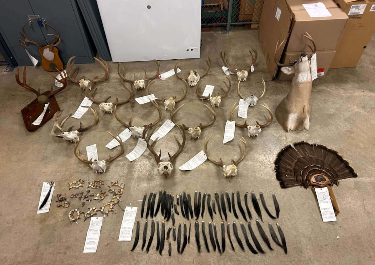 Two Illegal Turkeys Lead to Lifetime Hunting Ban in Tennessee Poaching Case