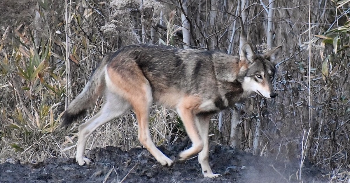 Texas 'Ghost Wolves' Could Help Shape Red Wolf Recovery
