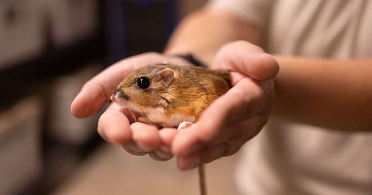 Texas Kangaroo Rat Work Shows Conservation Still Depends on Private Land and Real Habitat