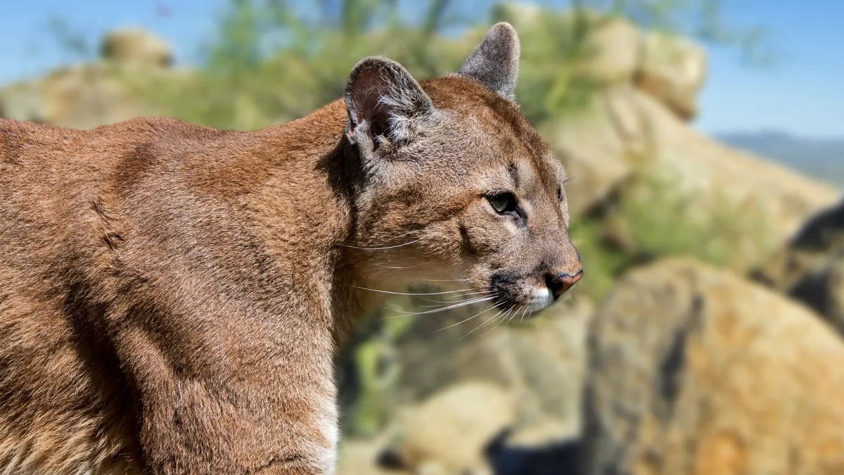 Texas Could Require Hunters to Report Mountain Lion Harvests