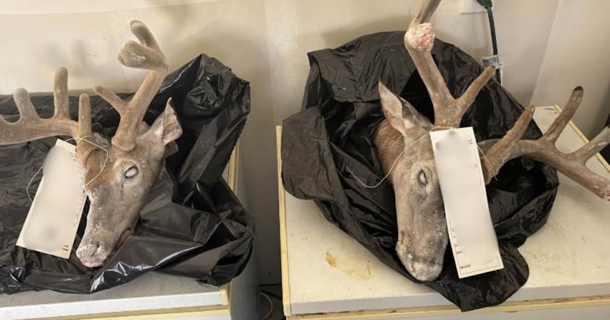 Texas Man Faces 74 Charges in Whitetail Poaching Case