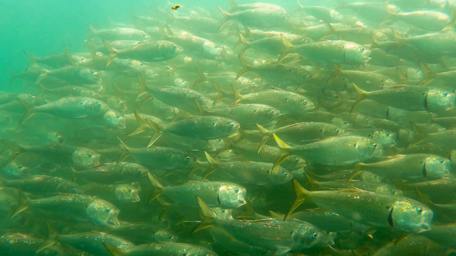 TRCP Pushes for Fairer Atlantic Menhaden Quota Allocations