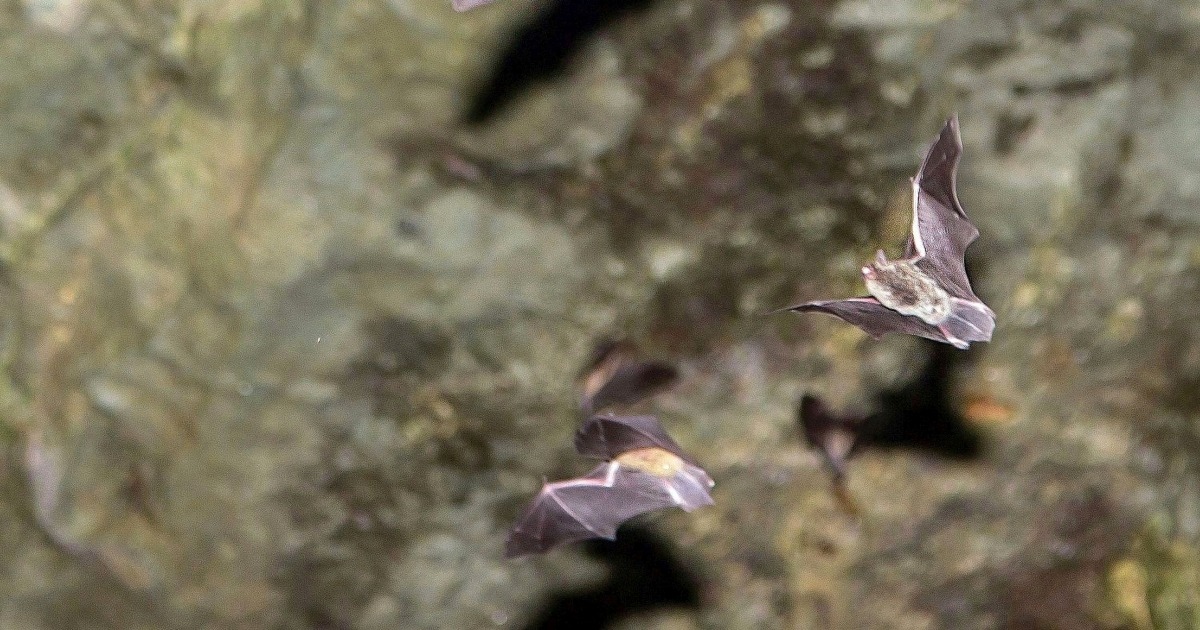 USFWS Highlights Why Bats Matter to Conservation and Healthy Habitat