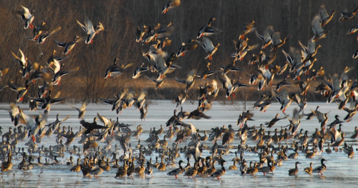 USFWS Speeds Up Migratory Game Bird Season Frameworks for States and Hunters