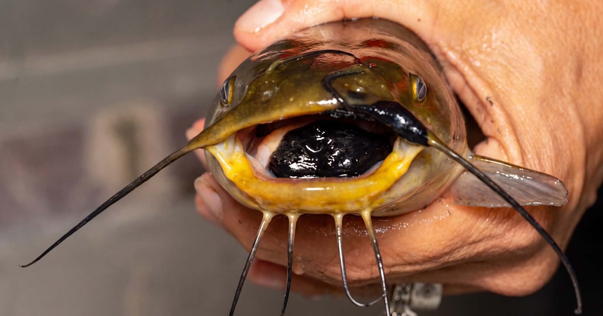Contagious Cancer Found in Vermont Brown Bullheads