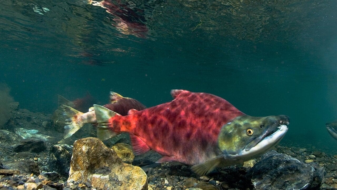 Washington Cancels Upper Columbia Sockeye Season After Weak Returns