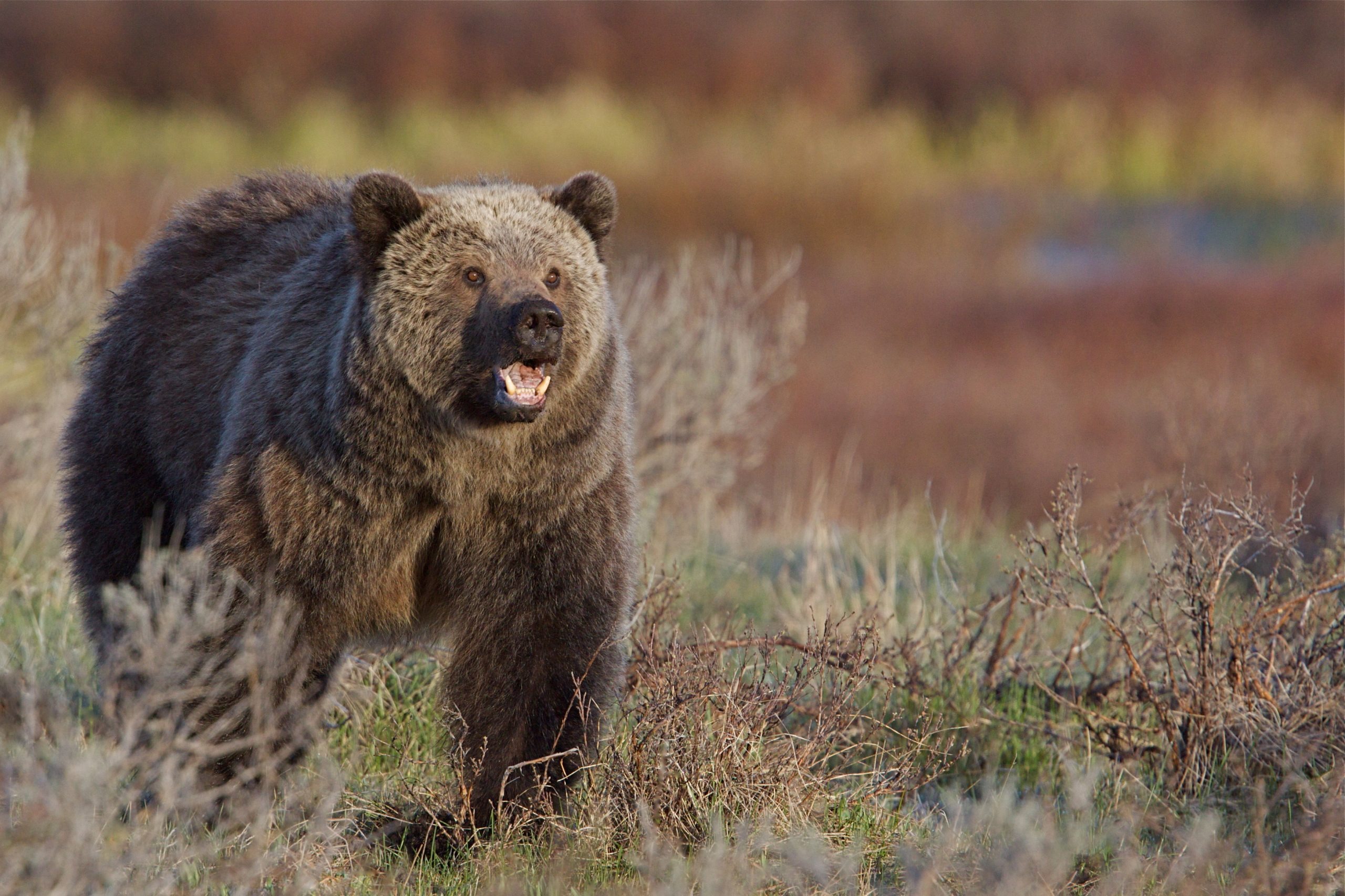 Interior Proposal Would Return More Grizzly Bear Management to Western States