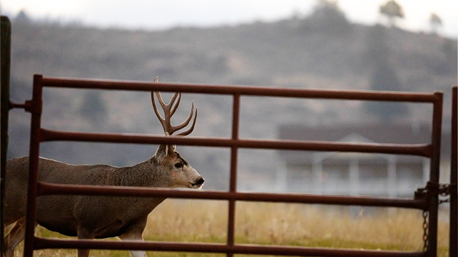 Western Hunters Face Harder Public-Land Access and More Checkerboard Headaches