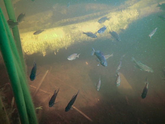 Wisconsin Fish-Sticks Research Shows Shoreline Habitat Can Grow More Fish