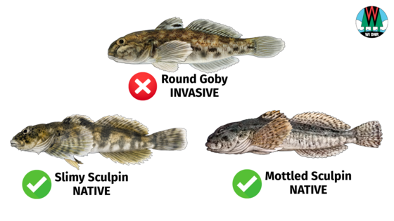 Winnebago Round Goby Emergency Rule Puts Anglers on the Front Line of Invasive Fish Detection