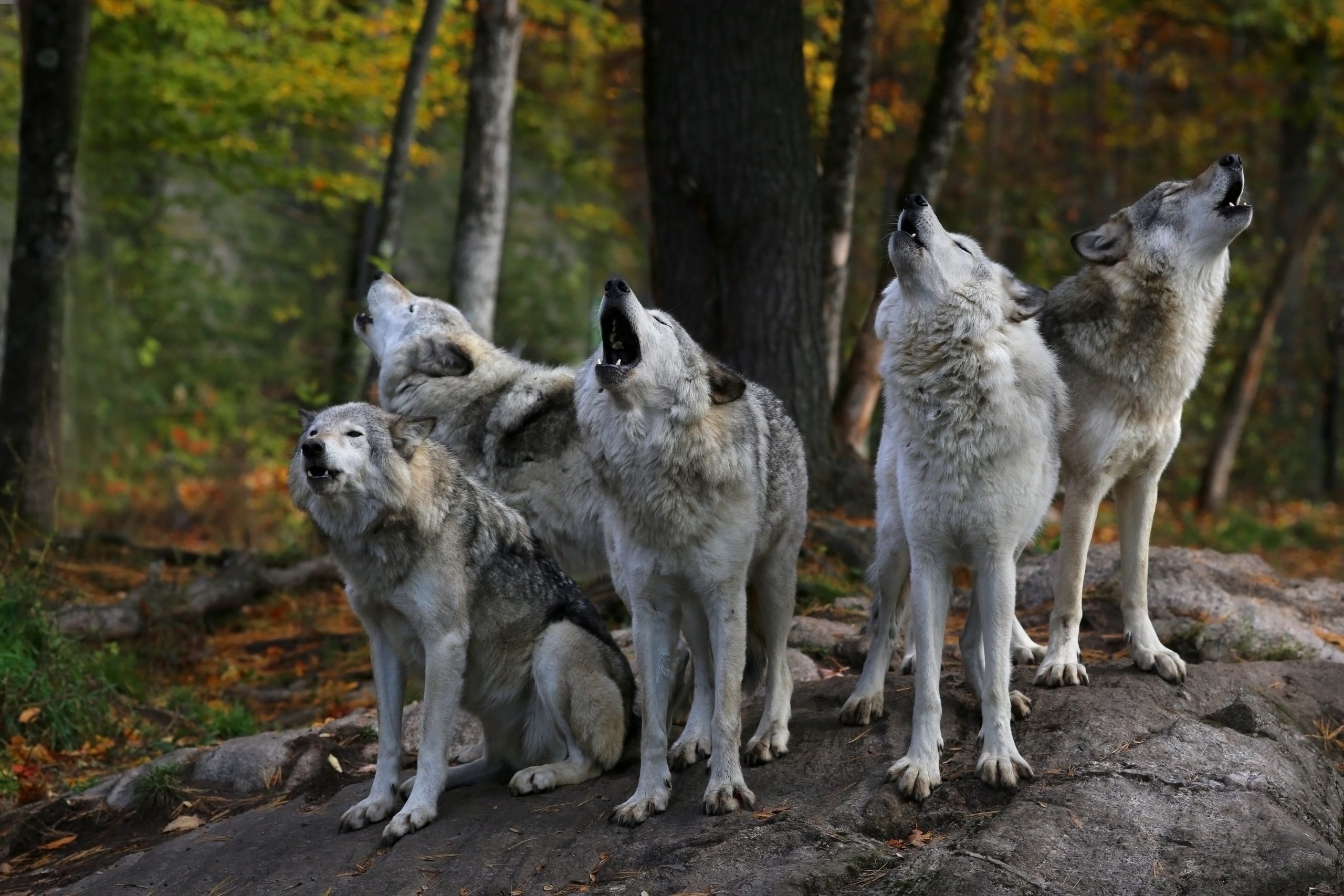 Wyoming Commission Takes Up Wolf Season Quotas and Wildlife Rules