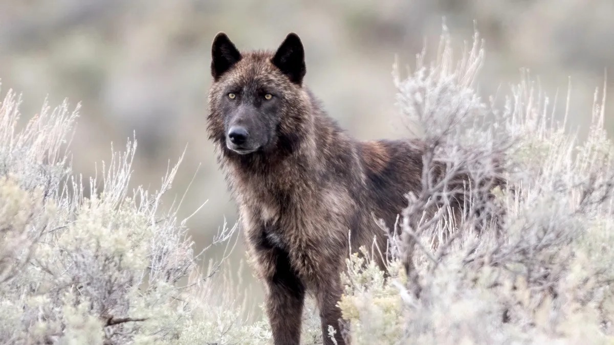 Wyoming Looks at Cutting Wolf Harvest After Population Decline Near Yellowstone