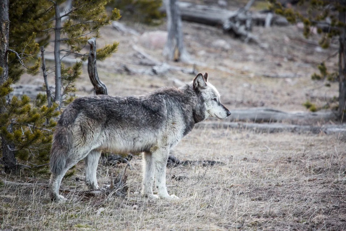 Wyoming Wolf Size Debate Is a Reminder to Keep Predator Management Grounded in Facts