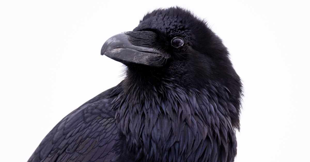 USFWS Opens Statewide Permit Path for Common Raven Conflicts