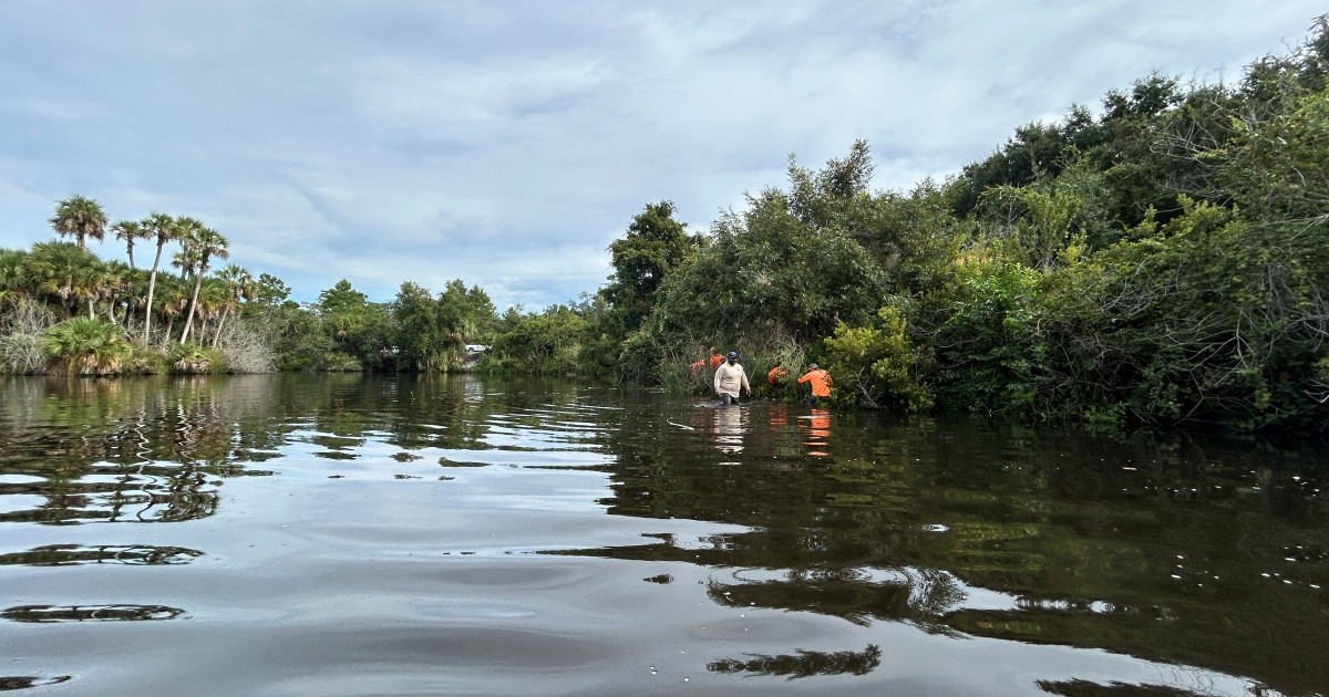 Native Plantings Rebuild Fish Habitat Along Florida's Saint Sebastian River