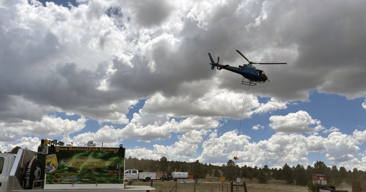 Wildfire Rescue Saves 78 Gila Trout From New Mexico’s Iron Creek