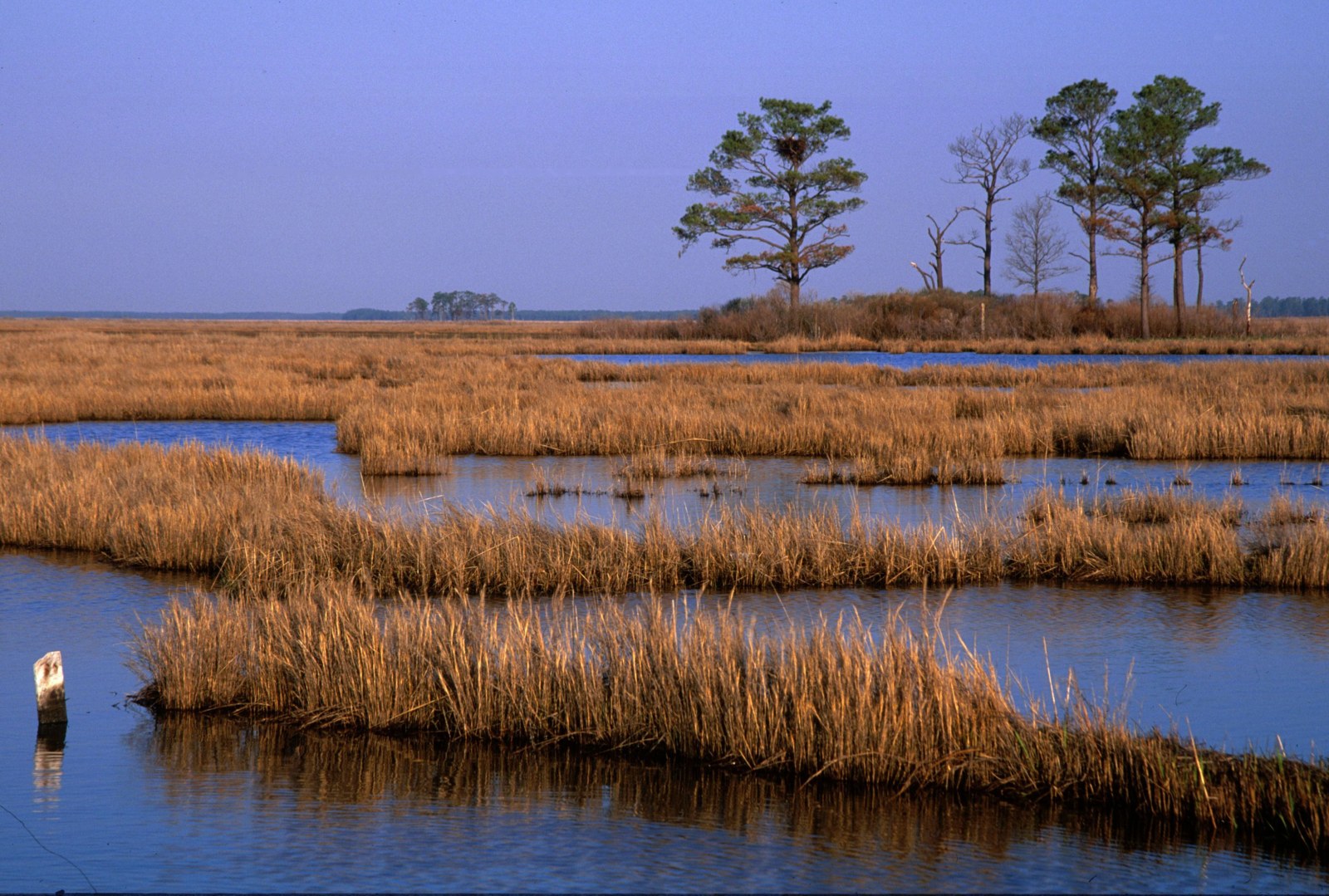 Prescribed Burns May Temporarily Close Areas at Blackwater and Eastern Neck Refuges