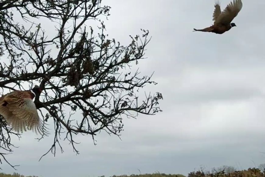 Wisconsin Cuts Fall Pheasant Stocking, but Hunting Season Stays Intact