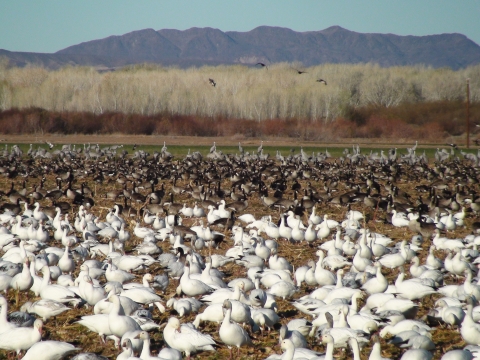 Cibola Keeps Waterfowl Hunts Open in Safe Areas After Island Fire