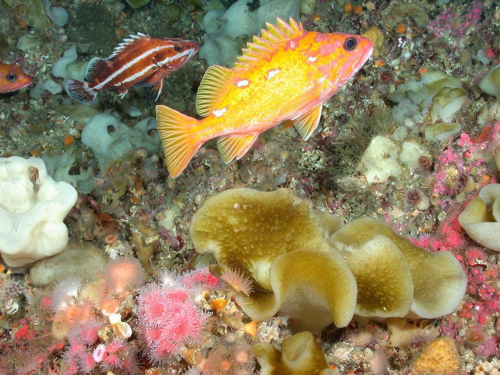 Oregon Proposes Limited Yelloweye Rockfish Harvest for May 2027