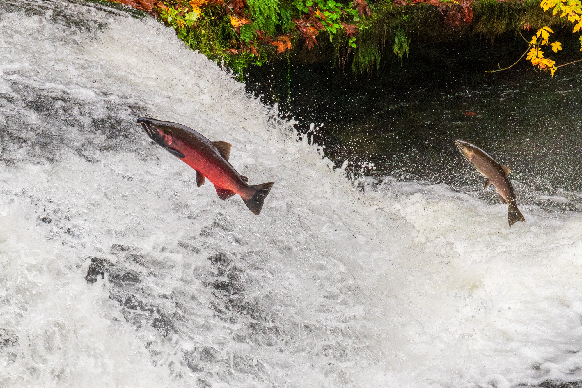 NOAA Awards $103 Million for Fish Passage, Marsh and Reef Restoration