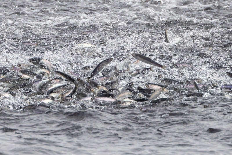 Monterey Bay Northern Anchovy Harvest Restricted to Bait Use