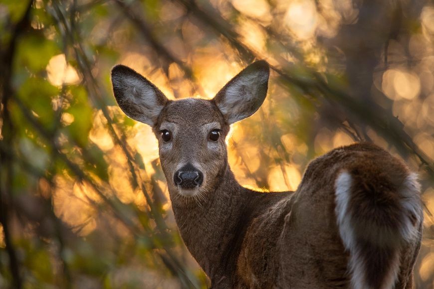 Wisconsin Reminds Deer Hunters to Check Baiting Bans Before the Season