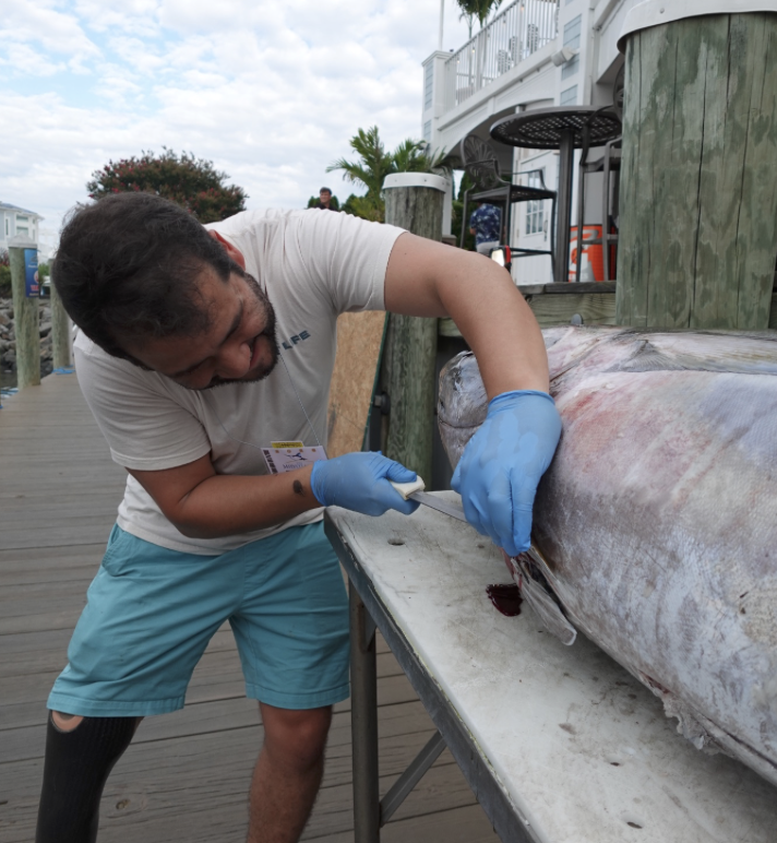 Cape Cod Tournament Links Blue Marlin Harvest Division to University Research