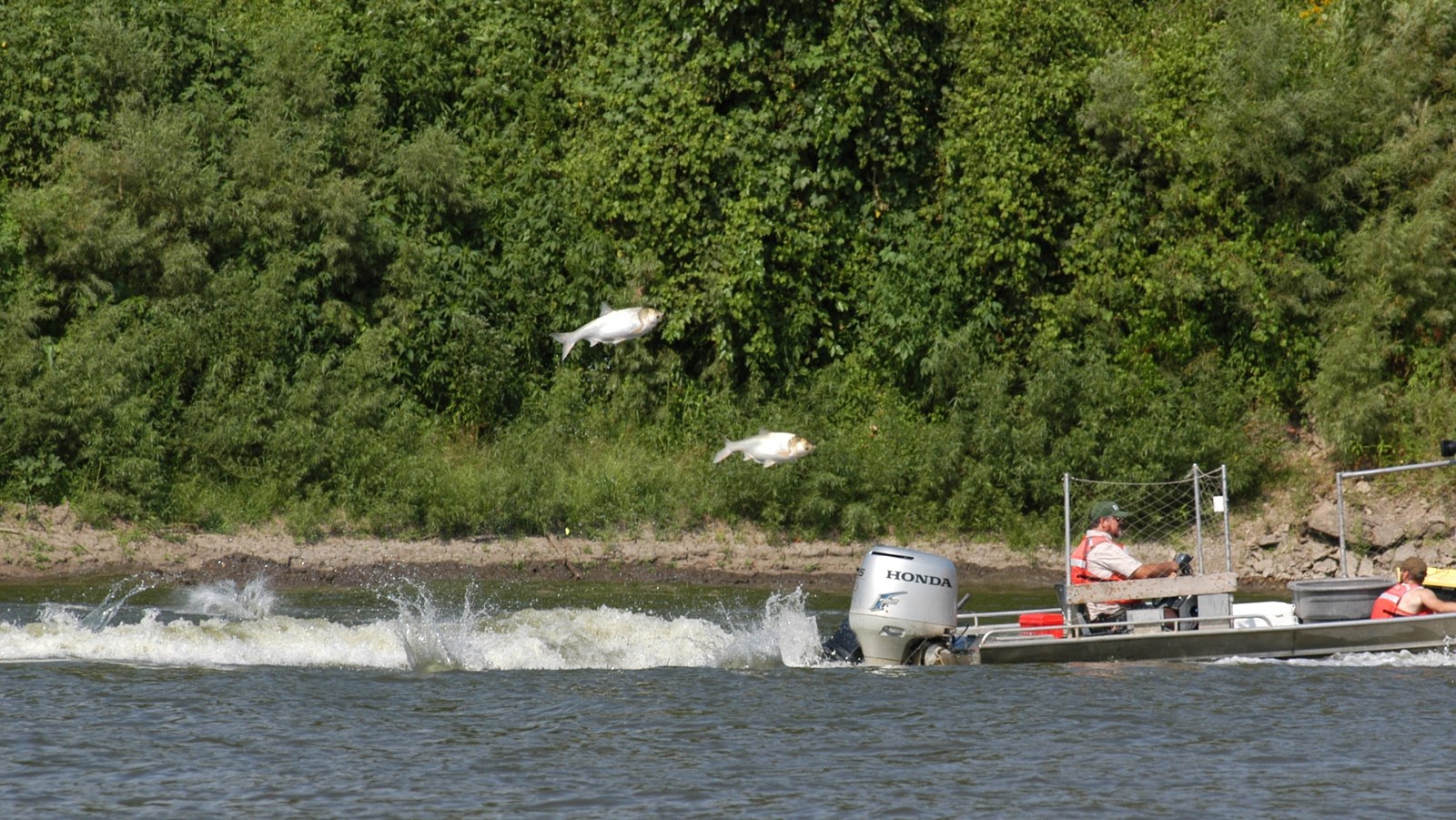 Creve Coeur Lake Boating Access to Close for Invasive Carp Removal