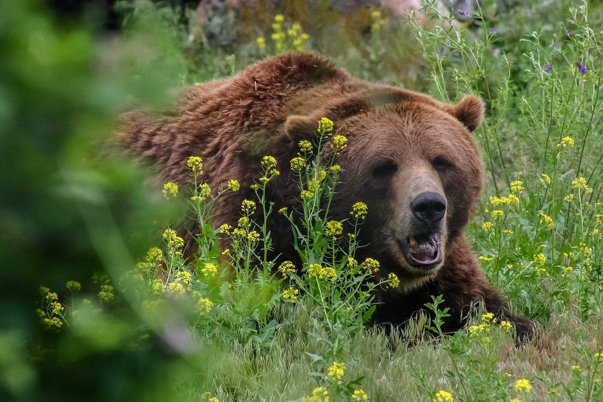 Montana Investigates Grizzly Attack on Bowhunter Near Elk Creek