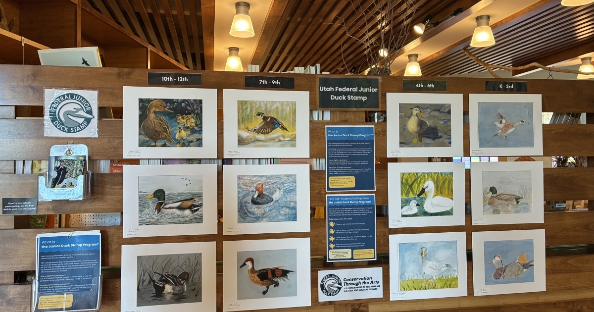Bear River Outreach Brings 524 Utah Students Into Junior Duck Stamp Contest