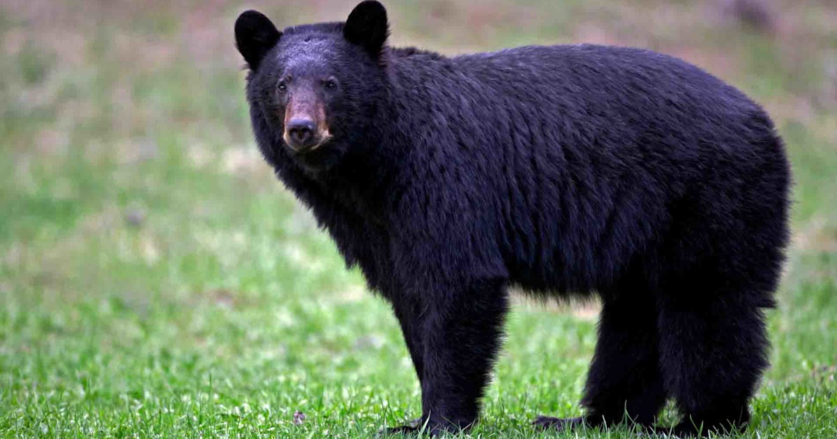 Florida Bear Hunt Applications Open Through September 21