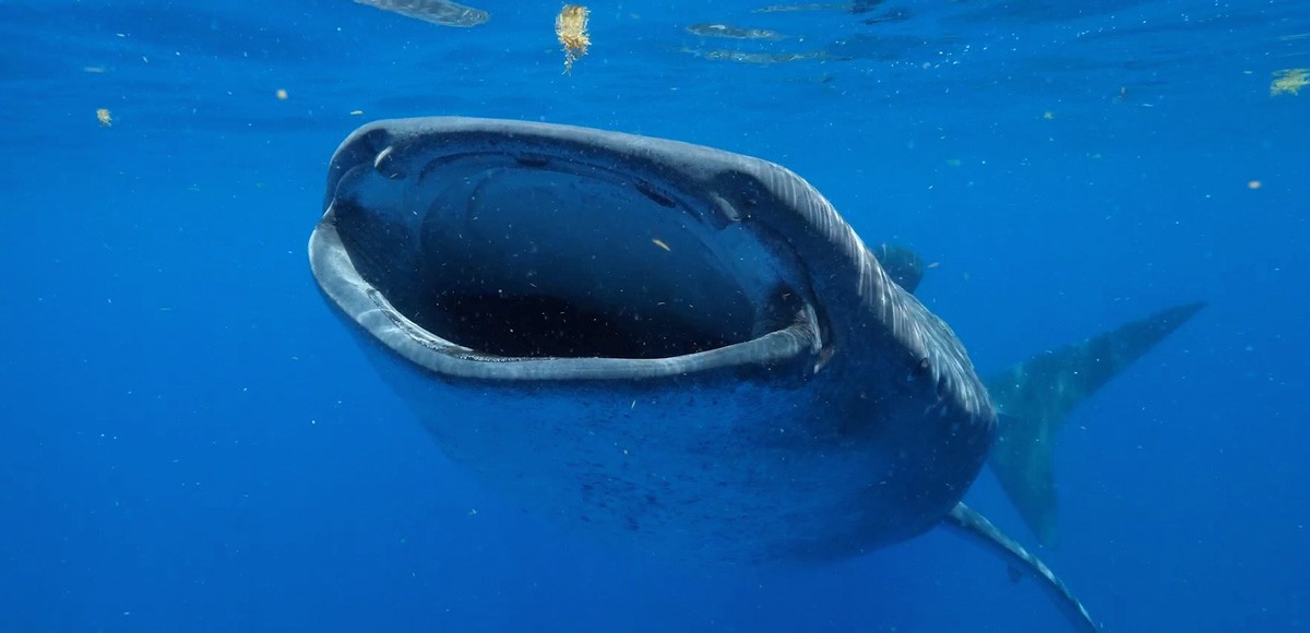 Repeat Whale Shark Tagging Builds a Long View of Gulf and Atlantic Movements