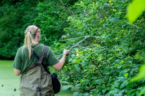 Copperbelly Snake Recovery Pairs Captive Breeding With Connected Wetlands