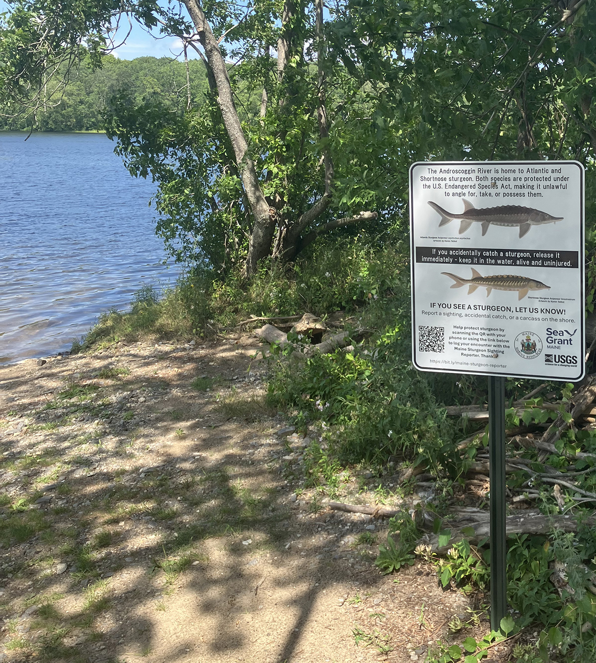 Maine Asks Anglers to Report Sturgeon Sightings and Release Accidental Catches