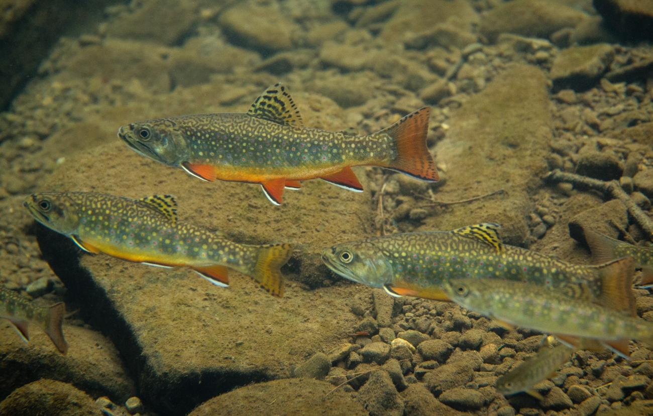 Maryland Proposes Trout Harvest at Two Ponds and Tighter Stream Protections