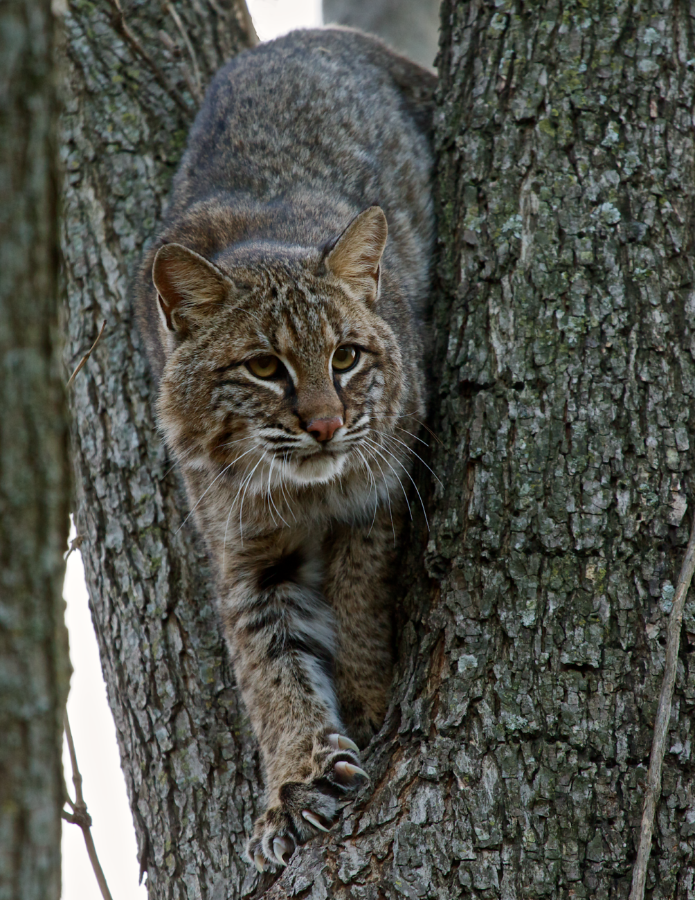 California Opens Bobcat Plan Comments; No Hunting Season Reinstated