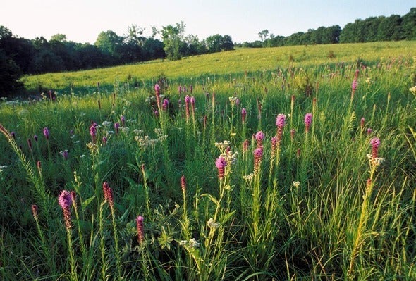 Morris Prairie Adds 128 Acres, With Public Opening Expected in Spring 2027