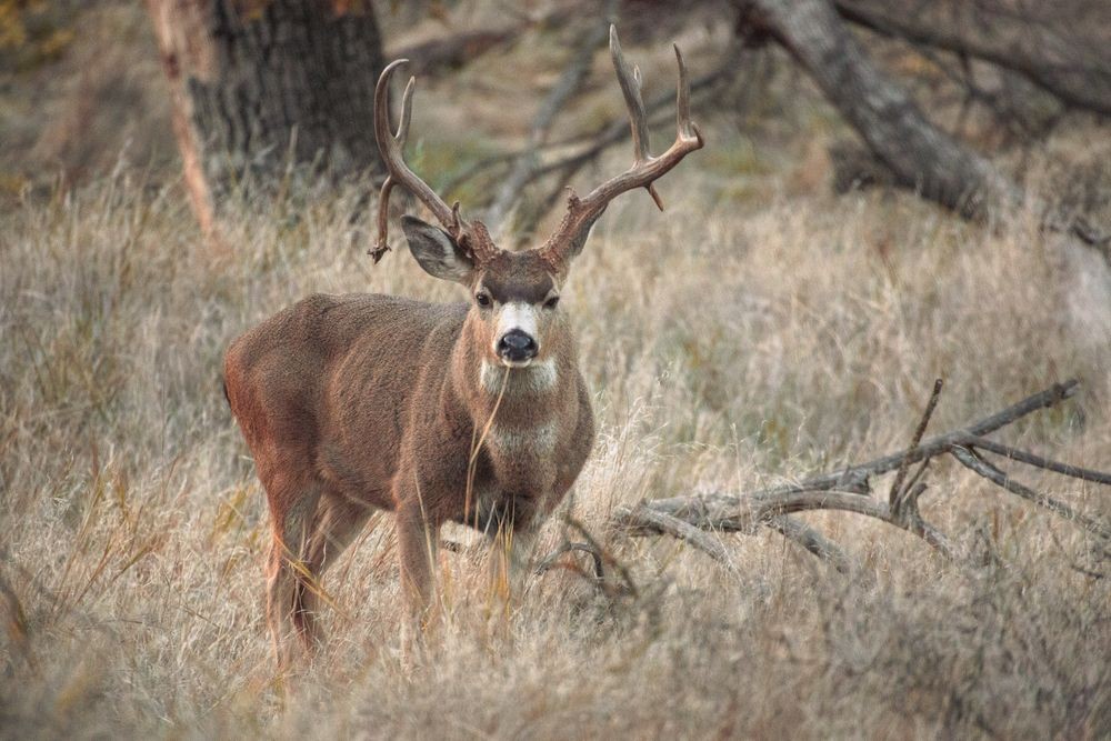 California Deer Hunters Face Mandatory CWD Sampling in Four Zones