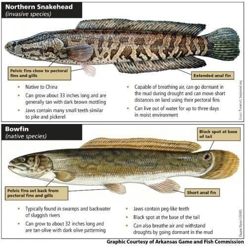 Missouri Confirms Northern Snakehead in Eleven Point River System