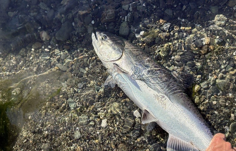 Lower Klamath Closes to Adult Chinook Harvest Below Weitchpec