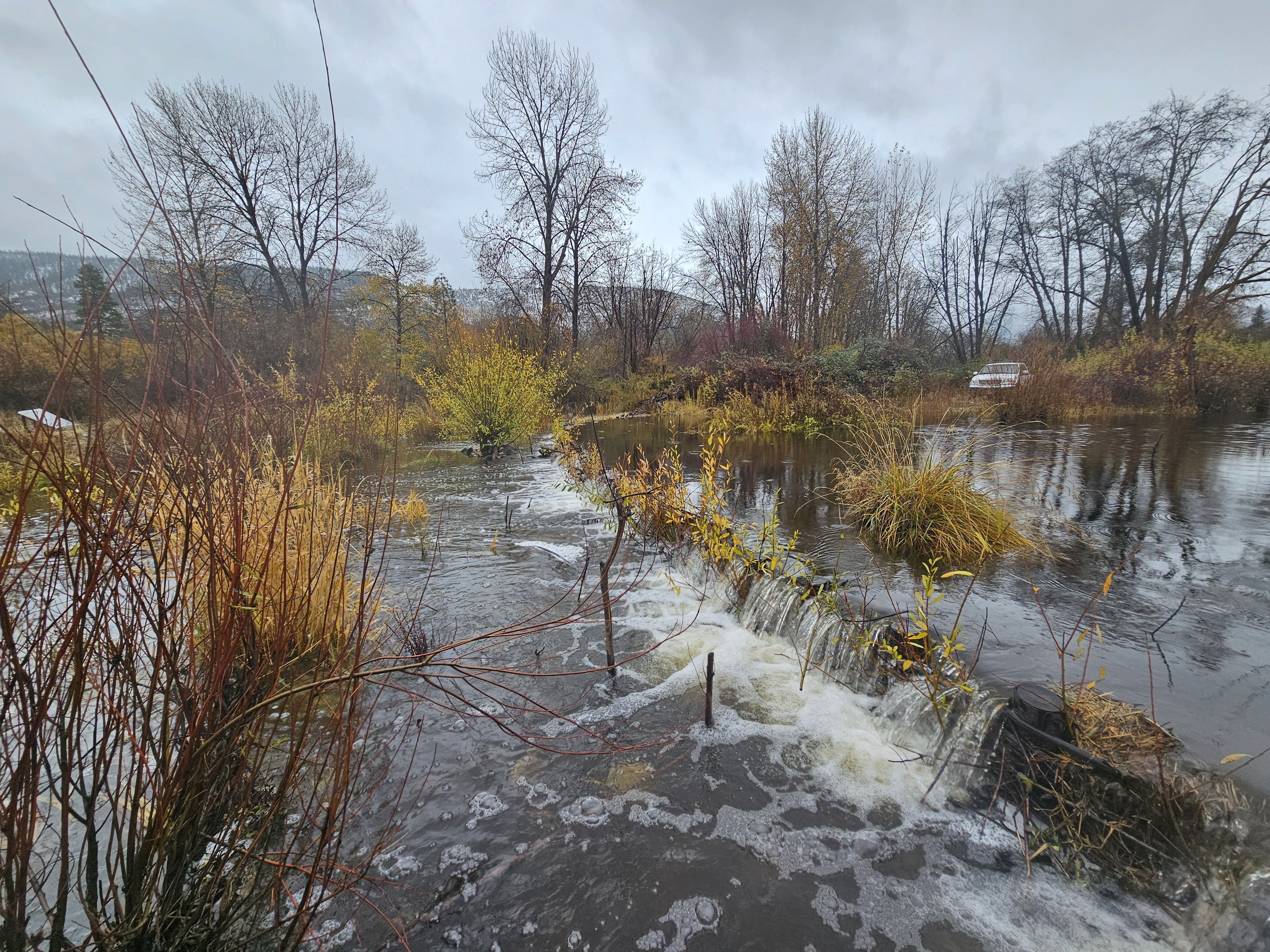 Beaver Dam Analogues Help Rebuild Coho Habitat in Scott River Tributaries