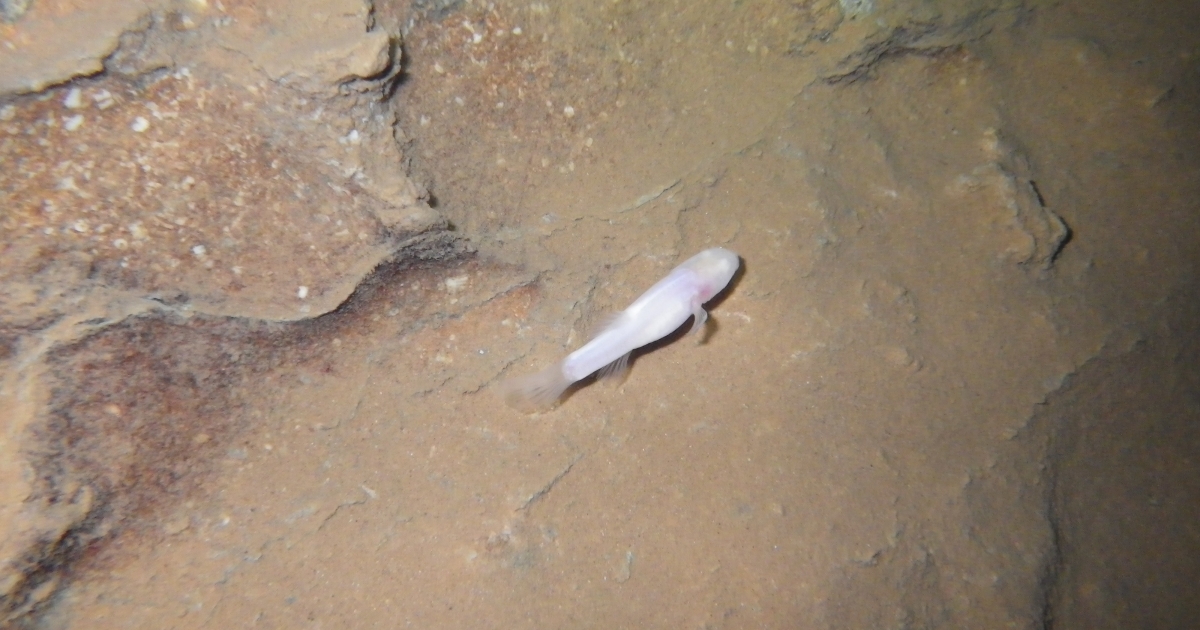 Ozark Cavefish Refuge Highlights Groundwater Protection Ahead of 35th Anniversary