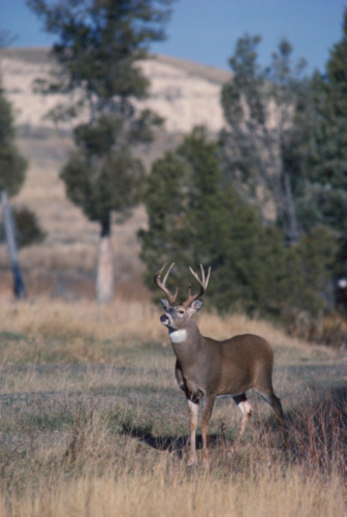 Ohio Approves Funding for 10,407 Acres of Hunting and Trapping Land