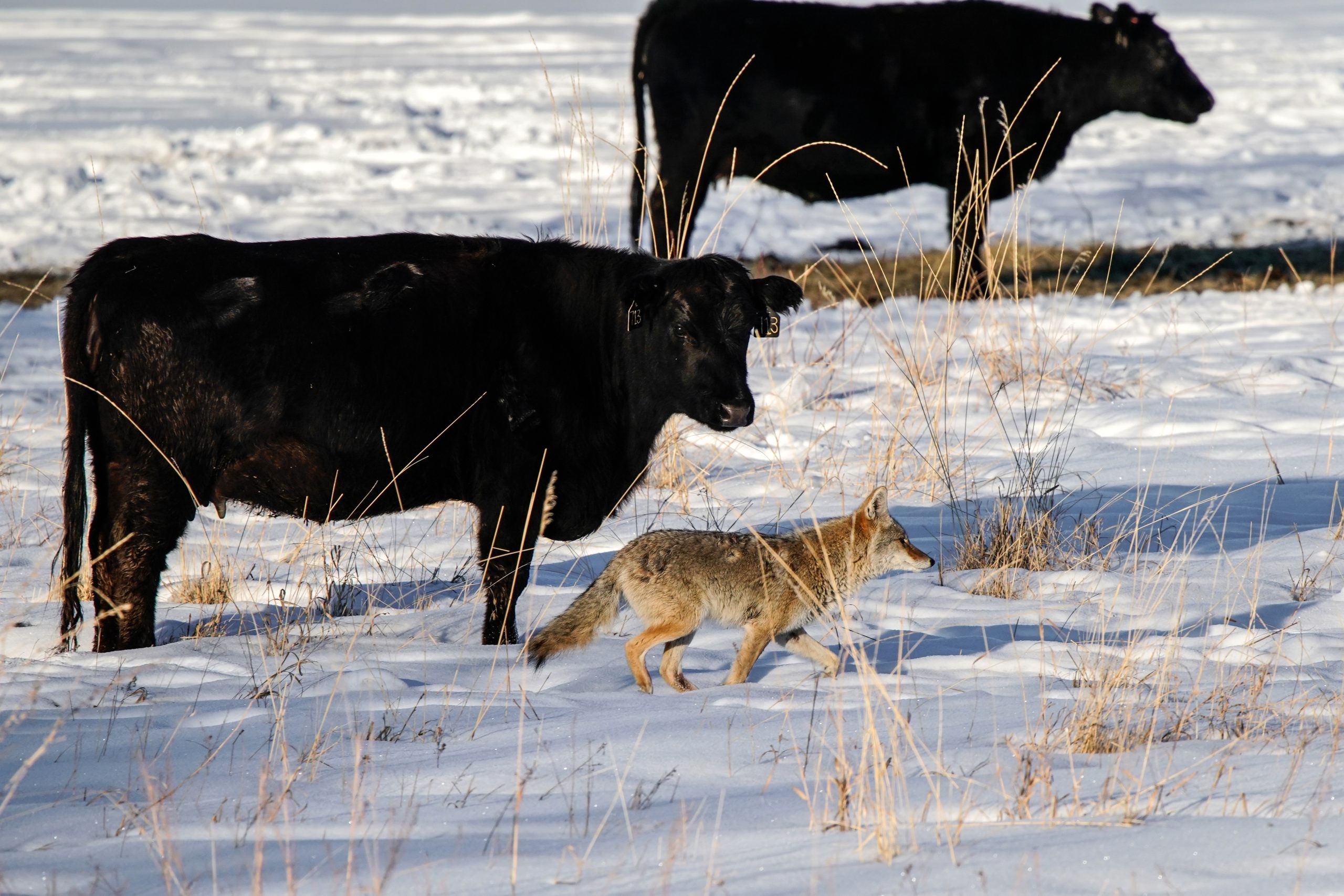 Hunting Groups File Brief Defending Michigan’s Coyote Management Season