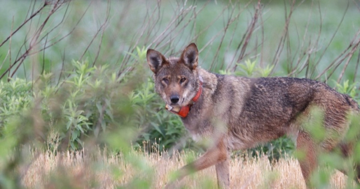 USFWS Sets September 29 Red Wolf Meeting With Coyote Management on the Agenda