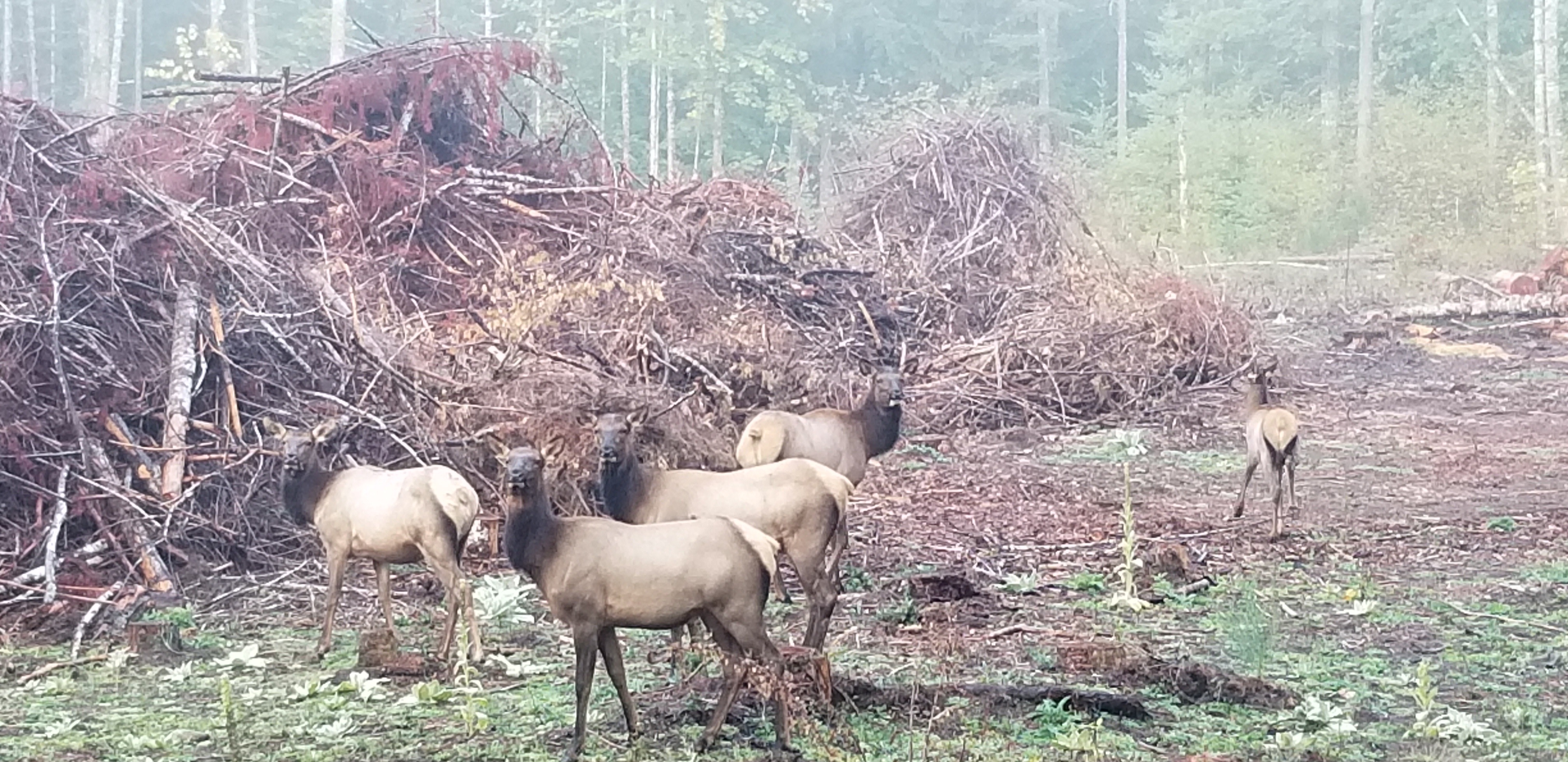 Mule-Packed Weed Control Reaches Colorado’s Backcountry Big-Game Habitat